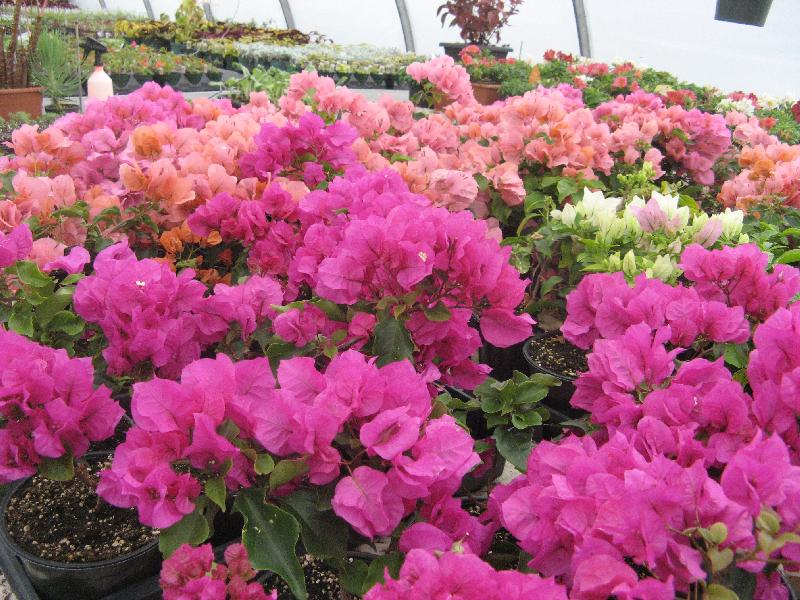 Bougainvillea Crop