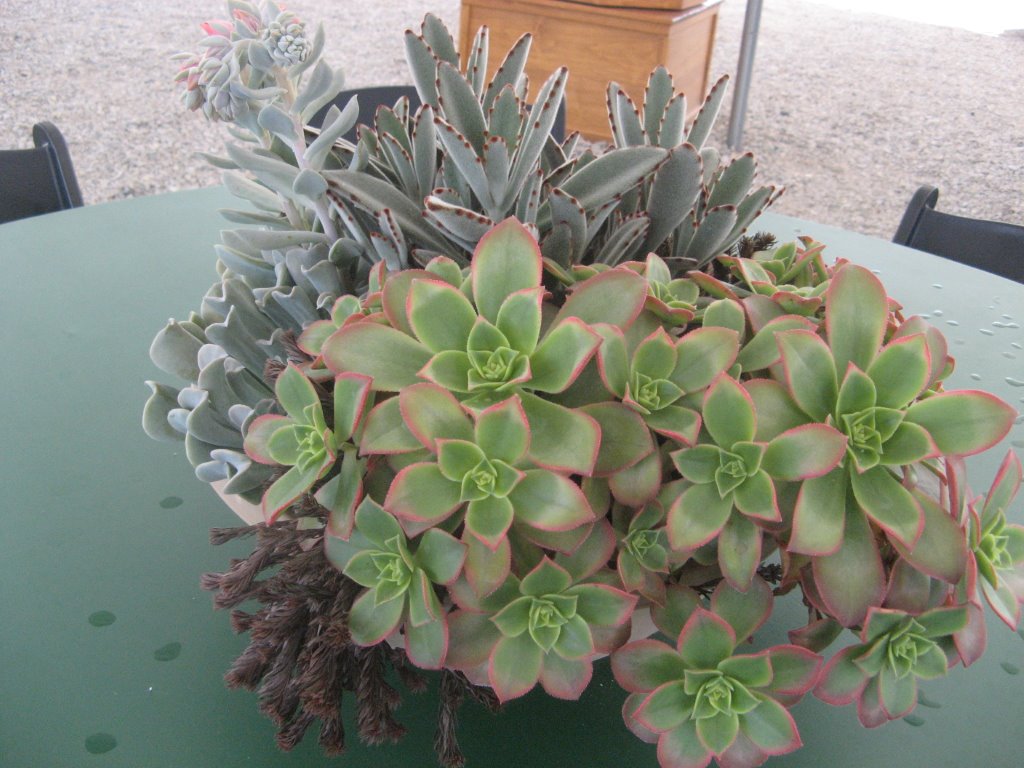 succulent pot